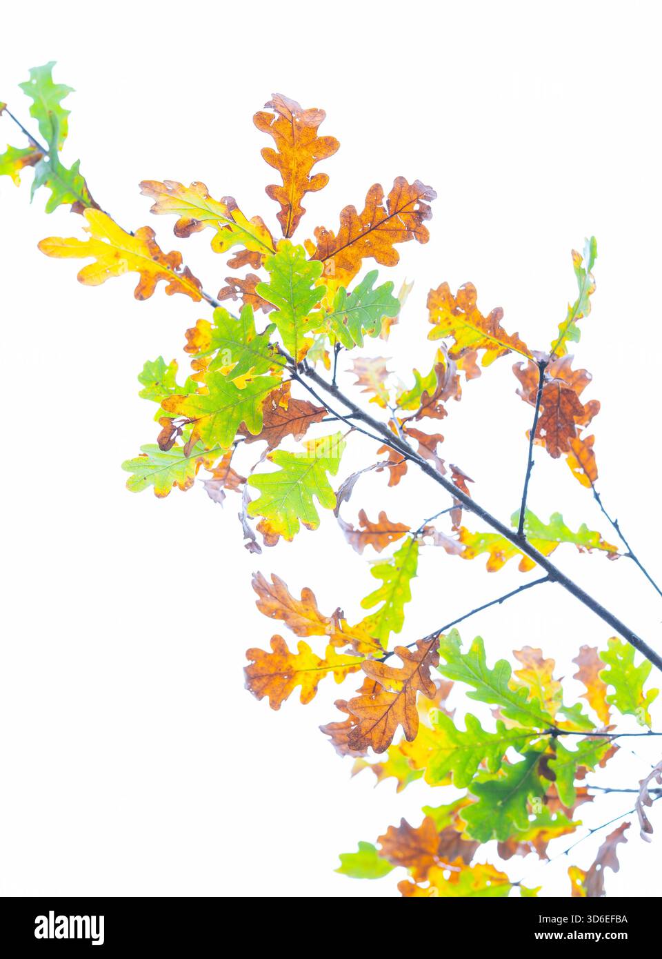 Herbstlandschaft im Hoya de la Leze in der Sierra de Altzaina. Álava. Baskenland. Spanien. Europa Stockfoto