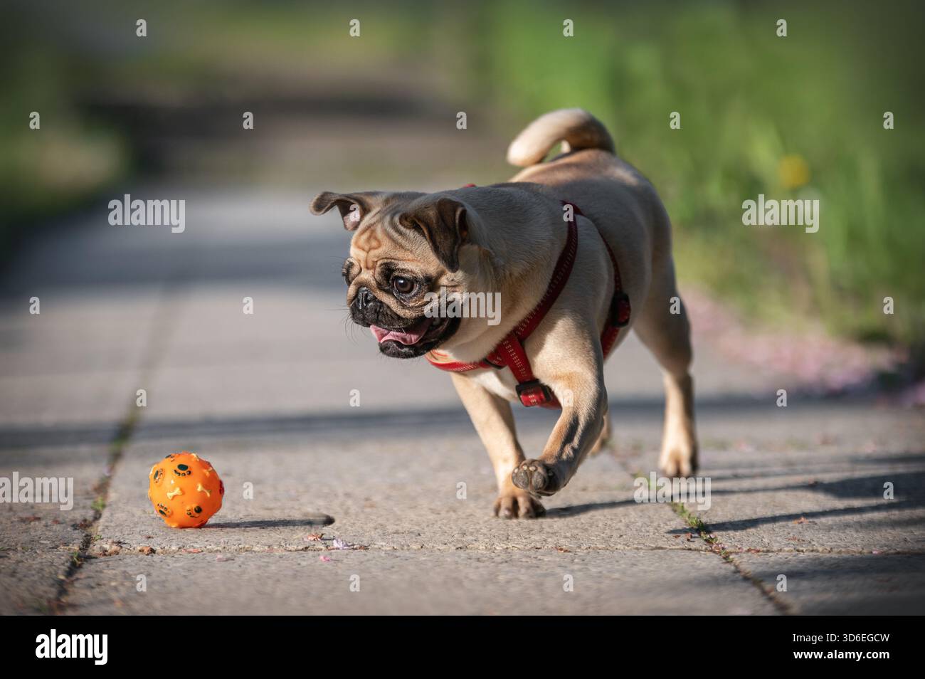 Gerne fett Pug spielen mit Ball im Garten Stockfoto