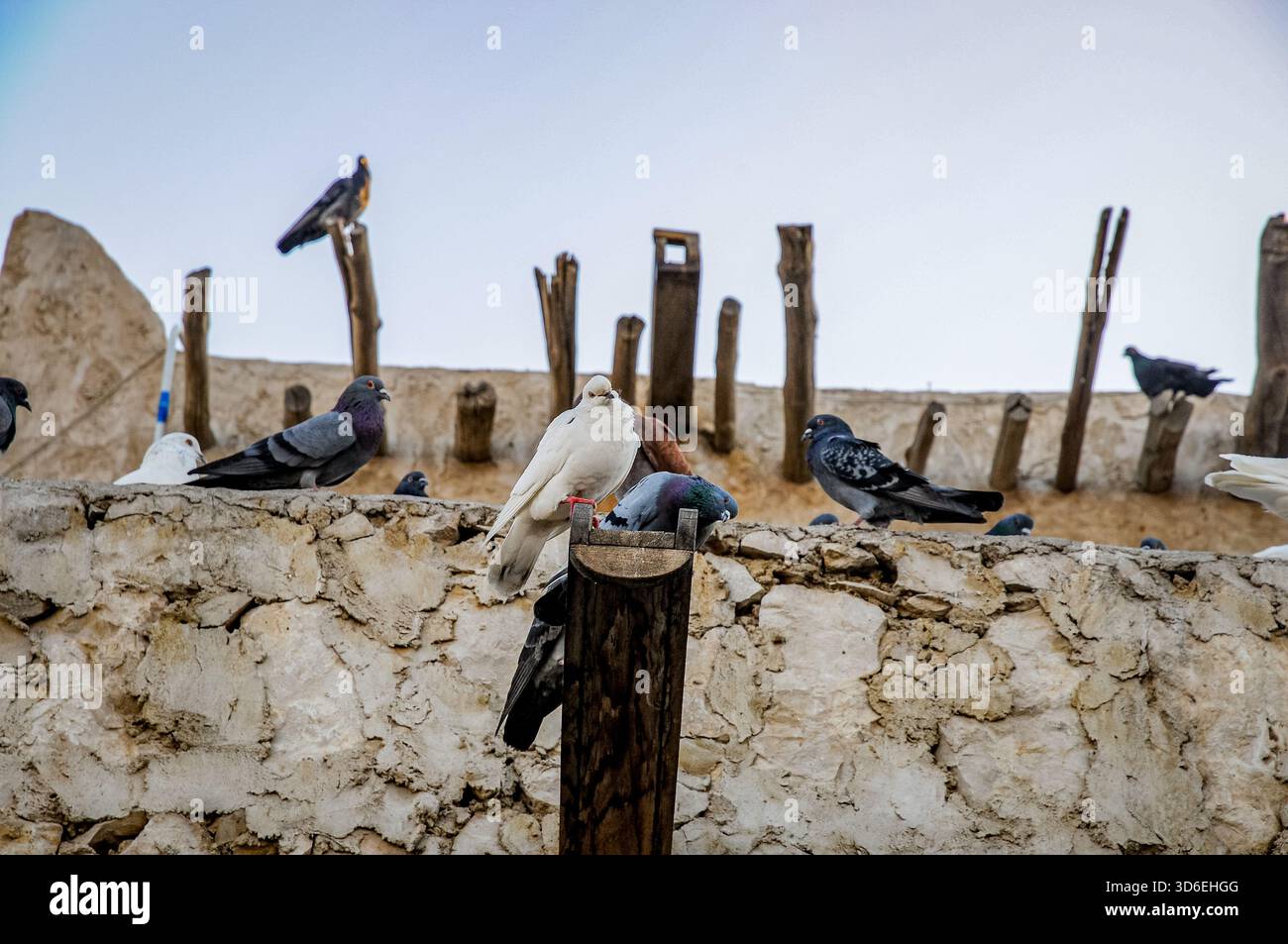 Architektur des Nahen Ostens mit Bambushölzern, die aus einem Gebäude ragen, Souq Waqif, Doha, Katar Stockfoto