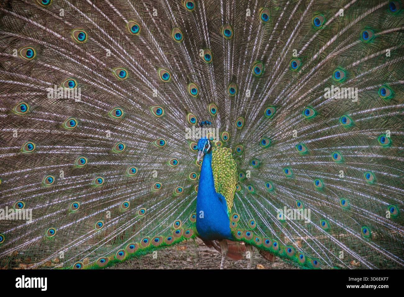 Ein atemberaubender männlicher Pfau zeigt sein lebhaftes Gefieder und seine exquisiten Federn, die vollständig aufgefächert sind. Die komplizierten Augenmuster erzeugen ein Mesmeriz Stockfoto