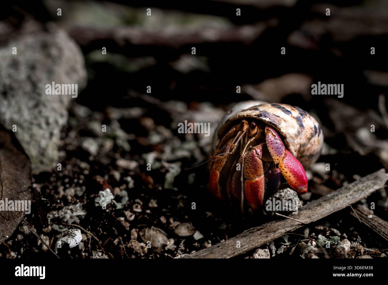 Nahaufnahme einer farbenfrohen Einsiedelkrabbe inmitten von Waldschutt auf Cozumel Island, die die lebendigen Details und Texturen ihrer Muschel und Umgebung zeigt. Stockfoto
