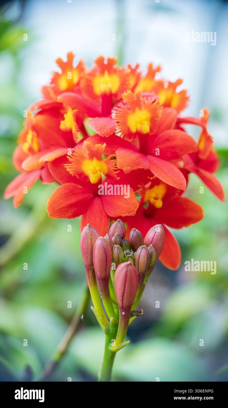 Nordic Fire zeigt die pulsierenden Epidendrum Radikaner aus nächster Nähe mit ihren leuchtenden roten und orangen Blüten und fängt die komplizierten Details dieses Trios ein Stockfoto