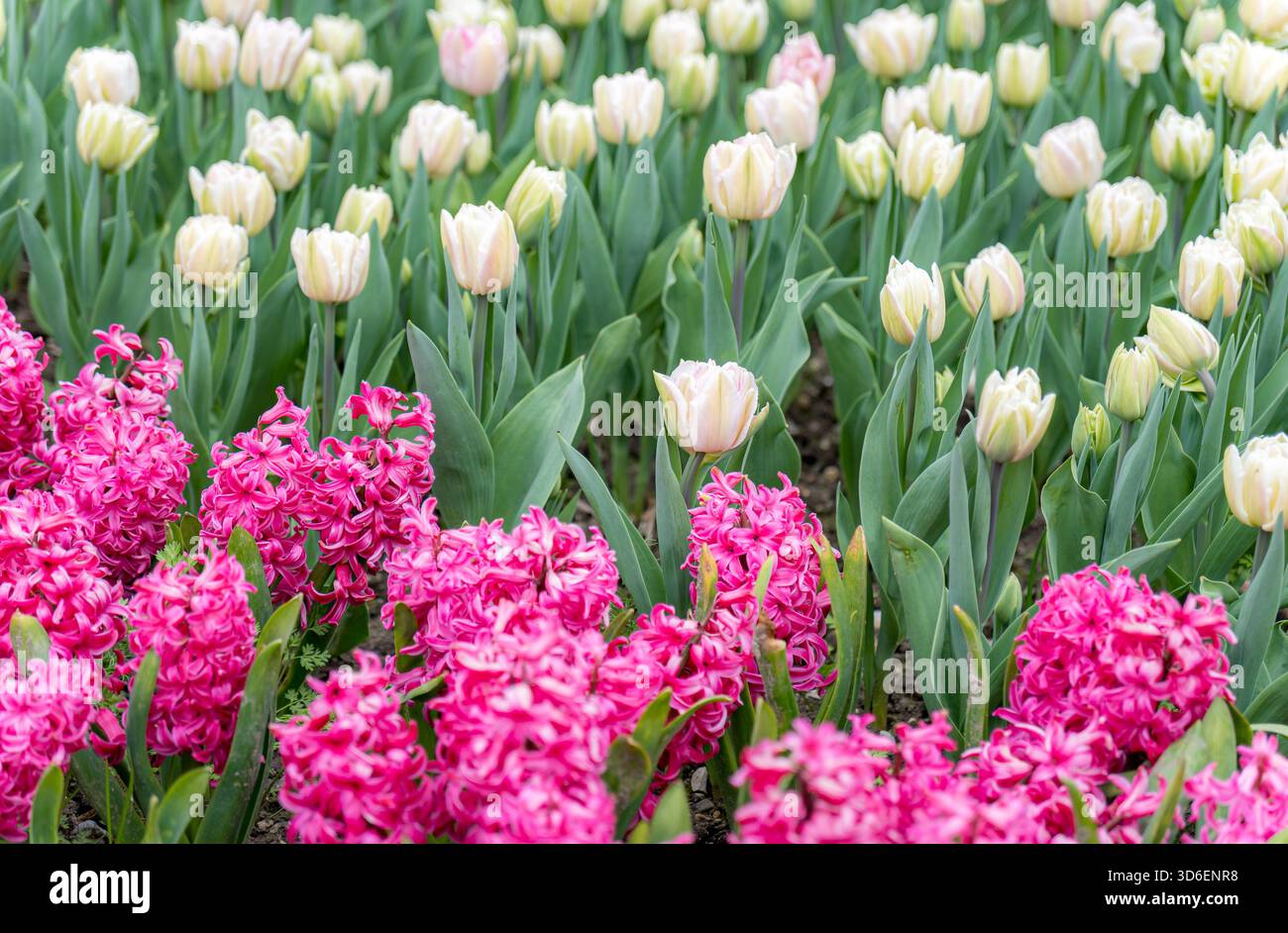 Lebendige Gartenszene mit blühenden rosafarbenen Perlhyazinthen und weichen cremefarbenen Tulpen. Die üppigen Blumen bilden einen atemberaubenden visuellen Kontrast und symbolisieren s Stockfoto