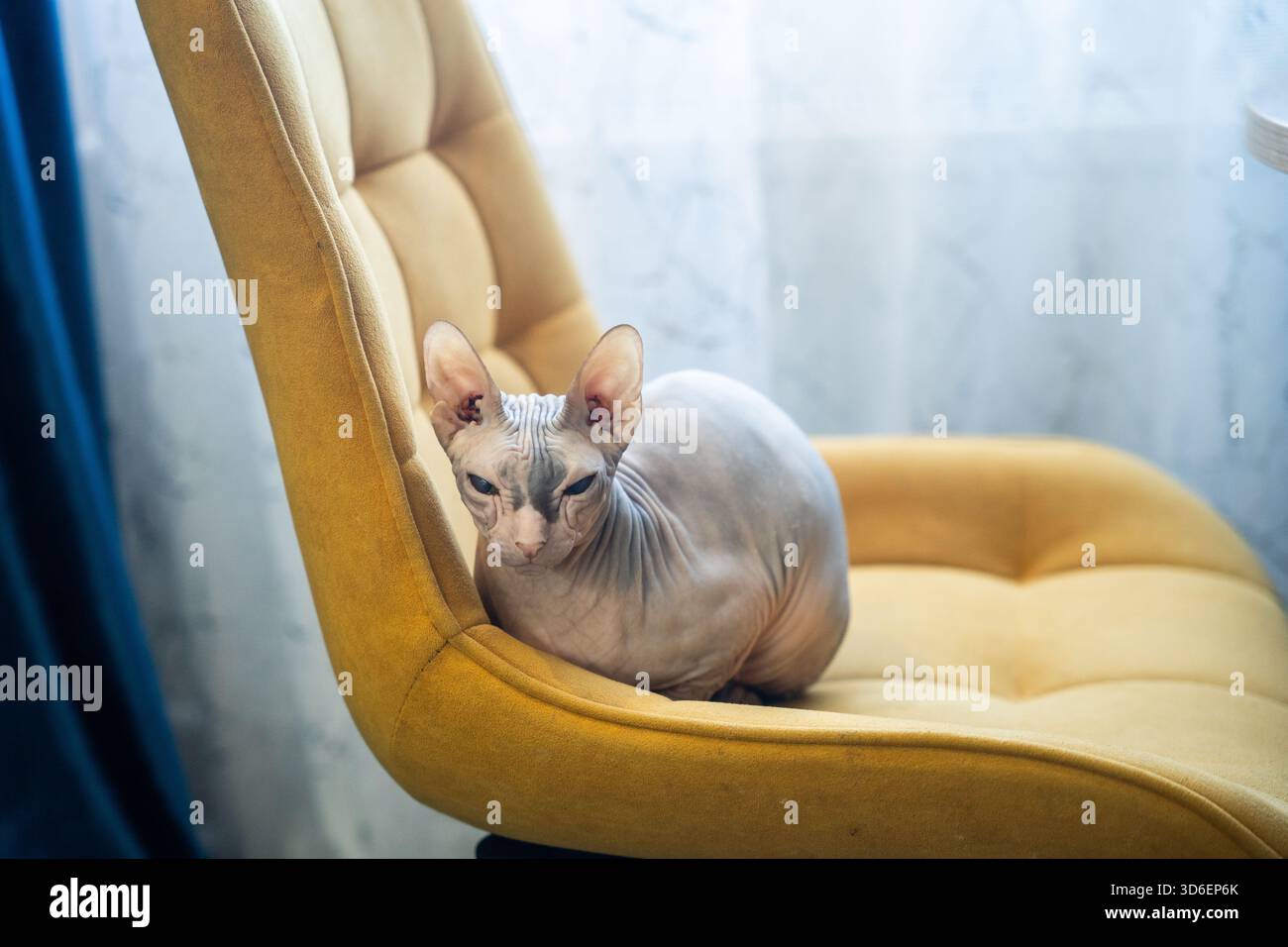 Eine haarlose Sphynx-Katze sitzt bequem auf einem hellgelben Polsterstuhl und blickt auf die Kamera mit ihrer markanten faltigen Haut und ihrem großen Ei Stockfoto