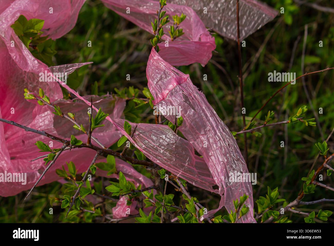 Ein Stück rosafarbener Plastikabfälle wird unter hellem Sonnenlicht in den Ästen des grünen Strauchs gefangen und unterstreicht den Kontrast zwischen Natur und Schadstoffen Stockfoto