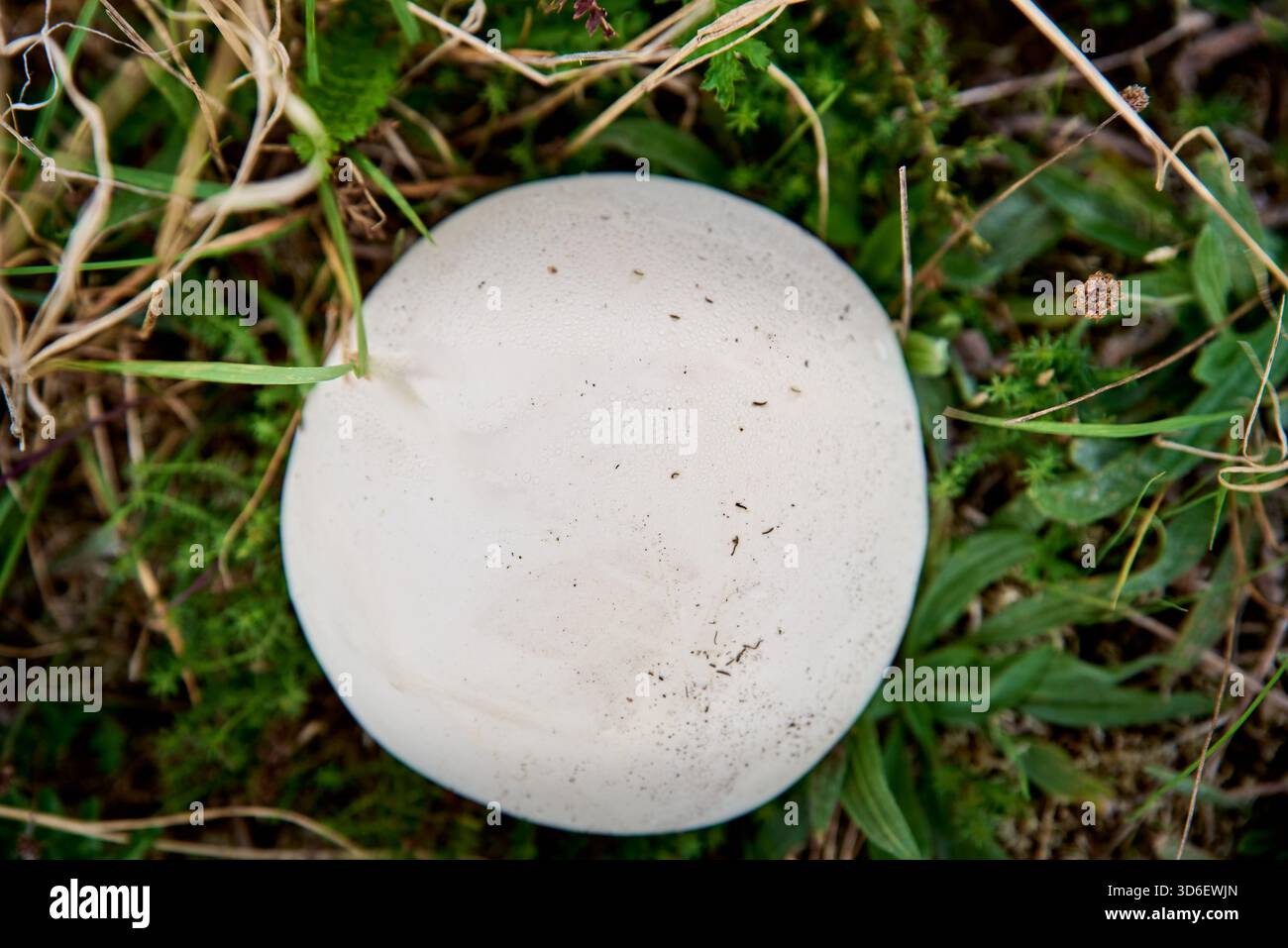 Ein großer, glatter, weißer Riesentauffilz (Calvatia gigantea) liegt auf Gras in einem natürlichen Lebensraum im Freien, seinem kugelförmigen Fruchtkörper Stockfoto