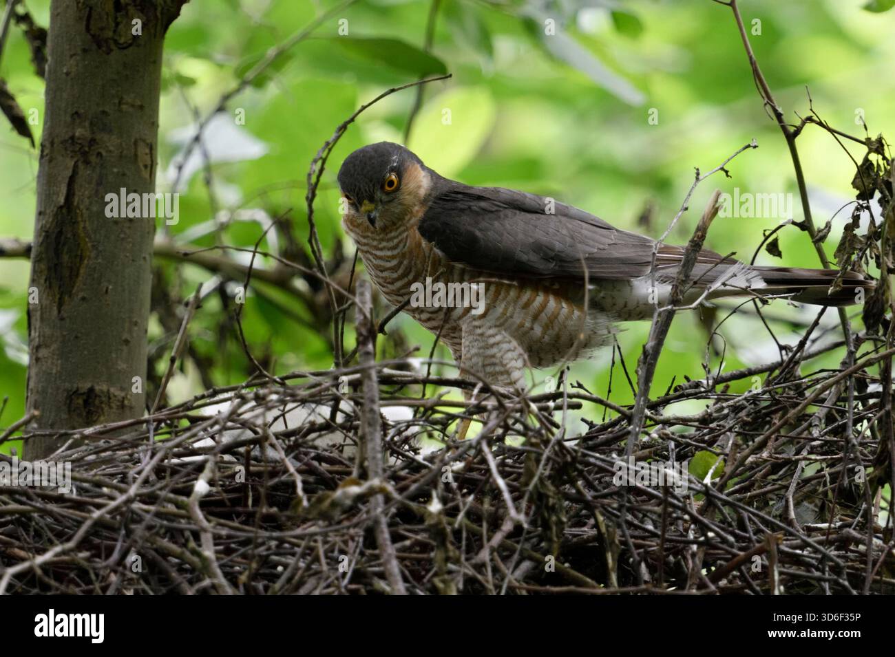 Eurasischer Sparrowhawk / Sperber ( Accipiter nisus ), erwachsener Mann, stehend am Rande seines horns, Nest, beobachtet seine Küken, Wildtiere, Europa. Stockfoto