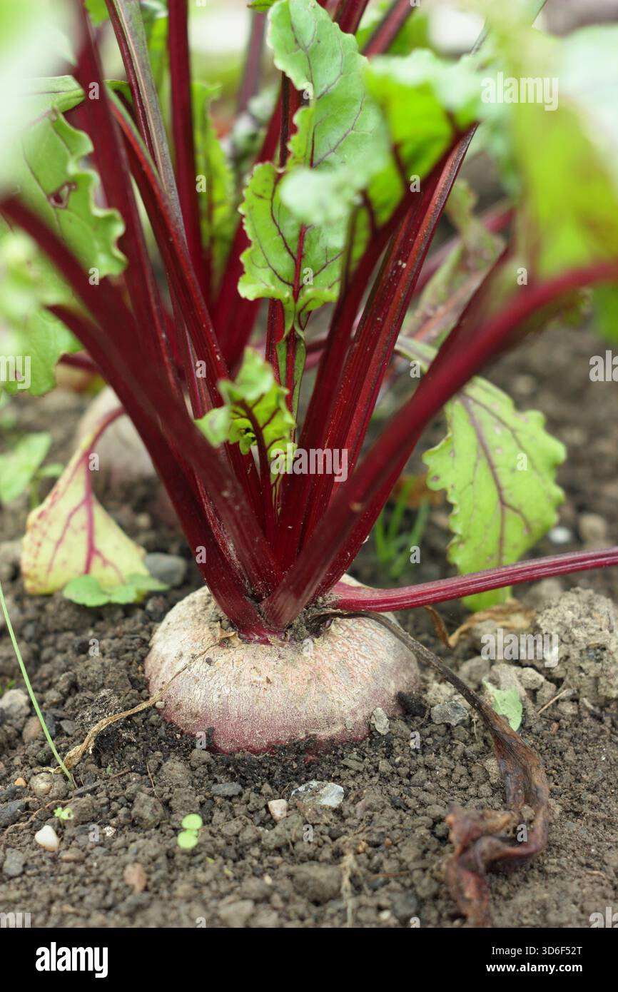 Rote Bete Moulin Rouge mit markanten, lebendigen Stämmen, die im Reifezustand im Freien im Boden wachsen. Beta vulgaris Moulin Rouge Stockfoto