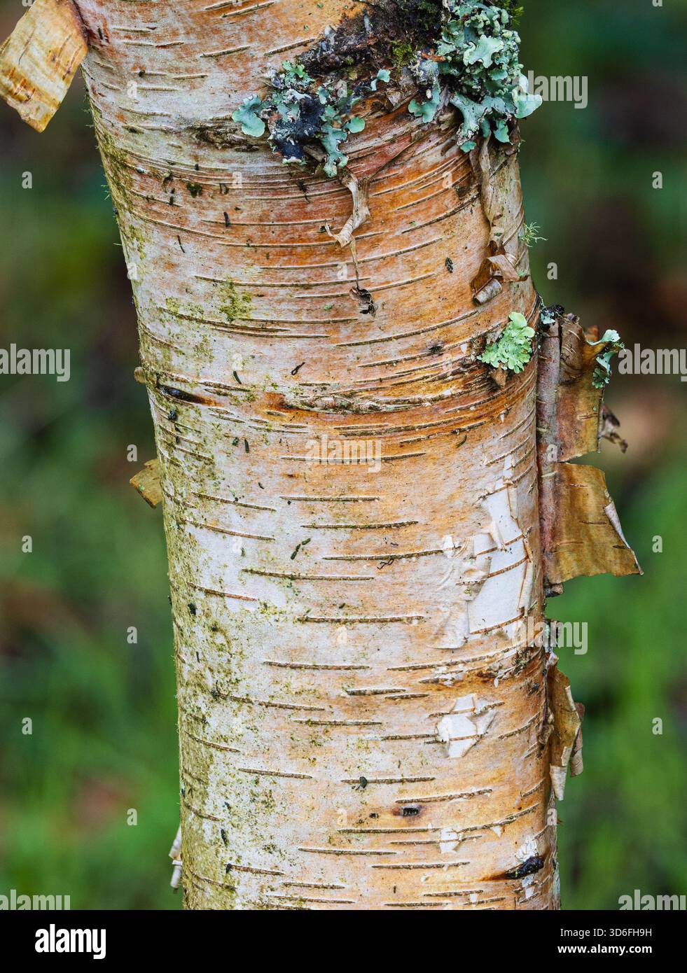 Schälung, rot gefärbte Zierrinde aus harter, laubmilchiger chinesischer Birke, Betula utilis subsp. Albosinensisp Stockfoto