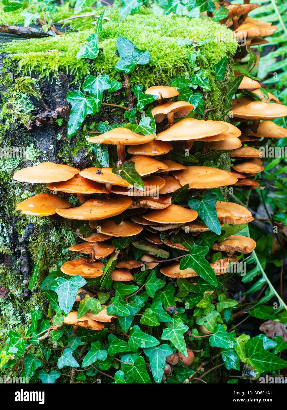 Novemberhaufen des Samtschenkelpilzes, Flammulina velutipes, auf einem alten Baumstamm Stockfoto
