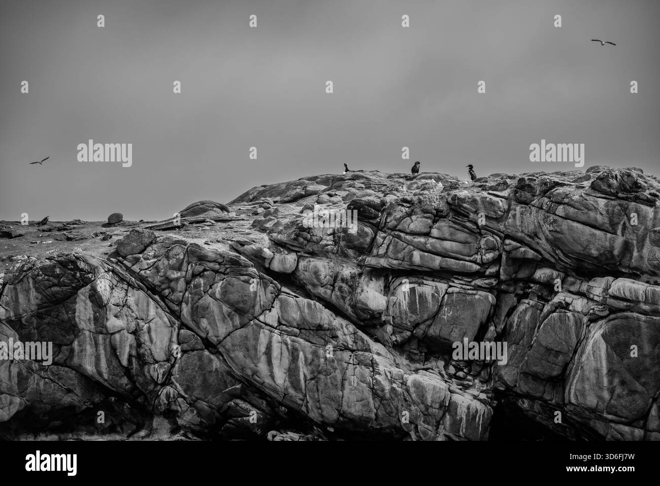 Eine zerklüftete Insel im Meer beherbergt eine Kolonie von Seevögeln, die in Schwarzweiß gefangen wurden Stockfoto
