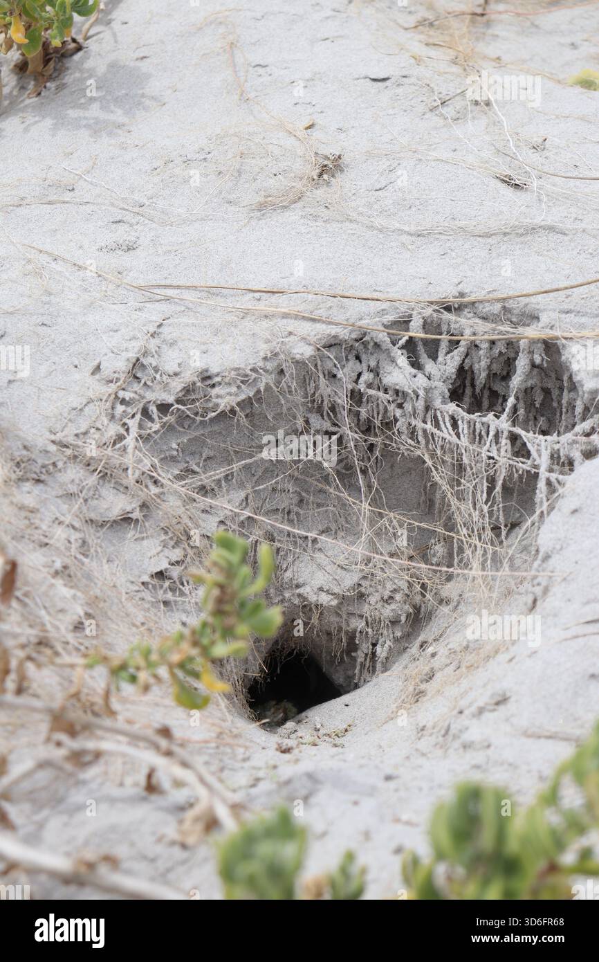 Vertikaler Schuss eines unbekannten Tierlochs am Boden einer großen Sanddüne, mit verworrenen Wurzeln, die sich von den Sukkulenten seitlich ausbreiten Stockfoto