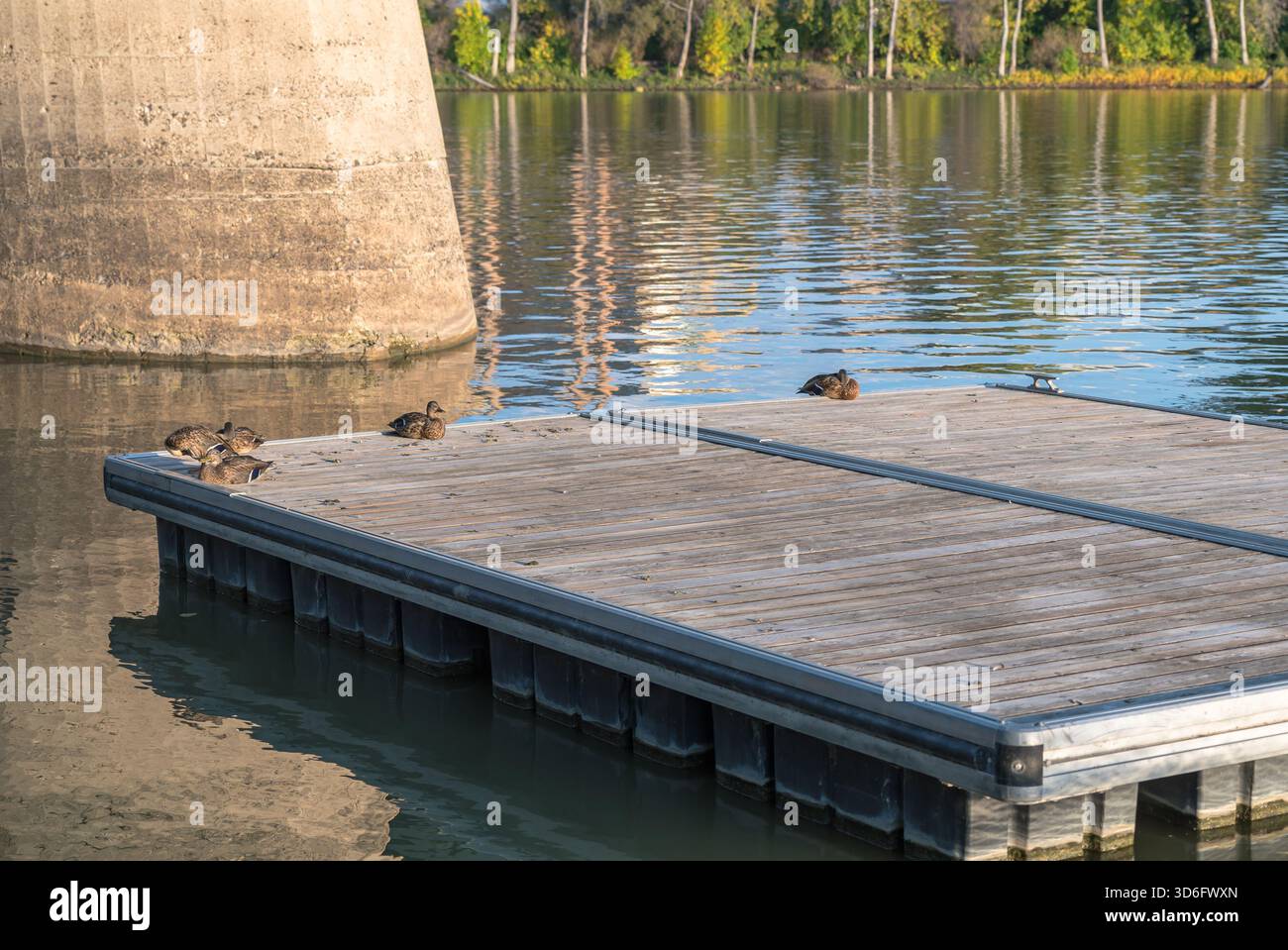 Enten auf einem hölzernen Dock am Red River am Forks Market an einem sonnigen Sommertag in Winnipeg, Manitoba, Kanada Stockfoto
