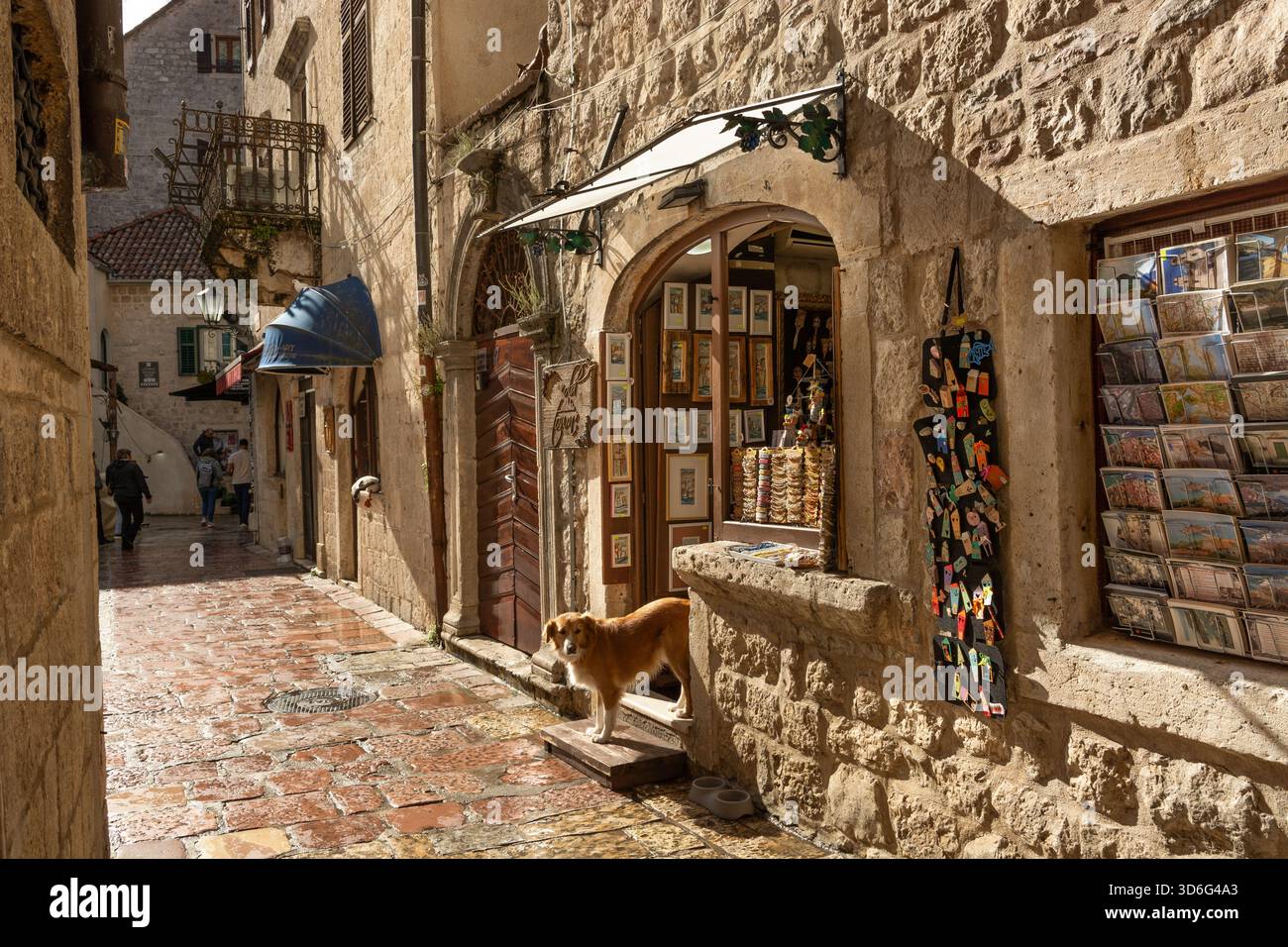 Ein Hund steht vor der Tür eines Souvenirgeschäfts in der Altstadt von Kotor, Montenegro, Europa. Stockfoto