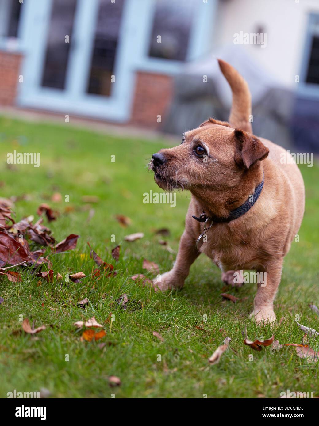 Brauner Terrier spielt in einem Herbstgarten mit Blättern Stockfoto