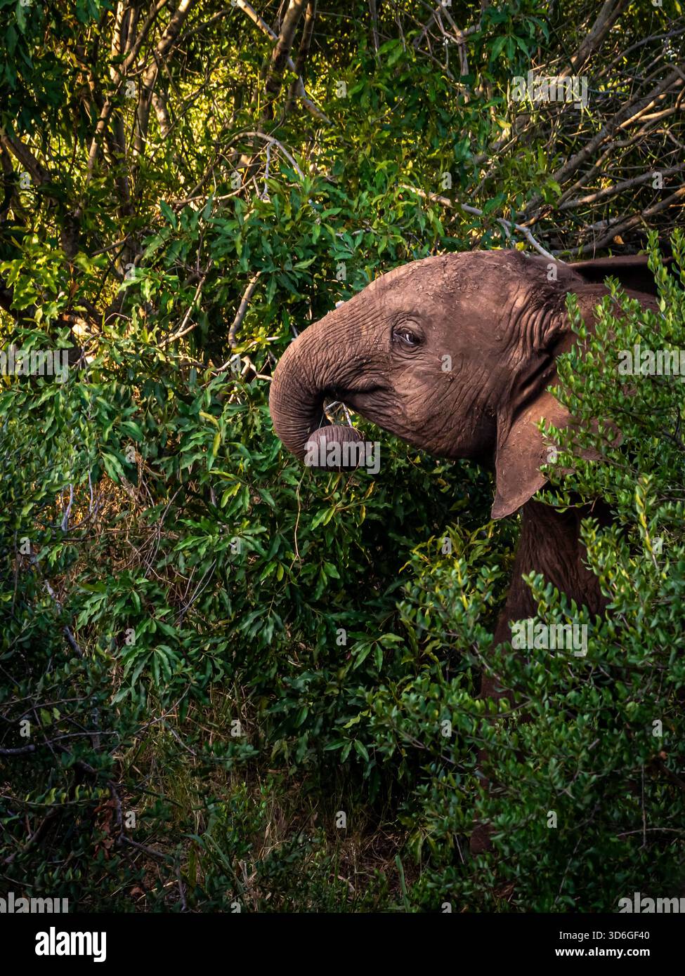 Dieser kleine Elefant hat sein Auge in meinen Weg und sein Rumpf in die andere Richtung. Vielleicht ist es zu klein, um eine Konfrontation zu suchen. Stockfoto