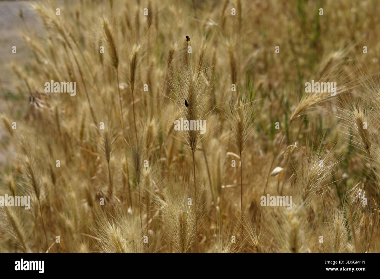 Nahaufnahme der Maus-Erde (Hordeum murinum Stockfoto