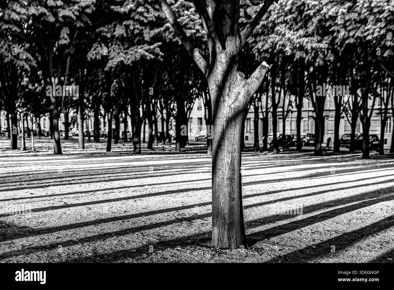Baumreihen, die lange diagonale Schatten über einen Park in Paris werfen Stockfoto