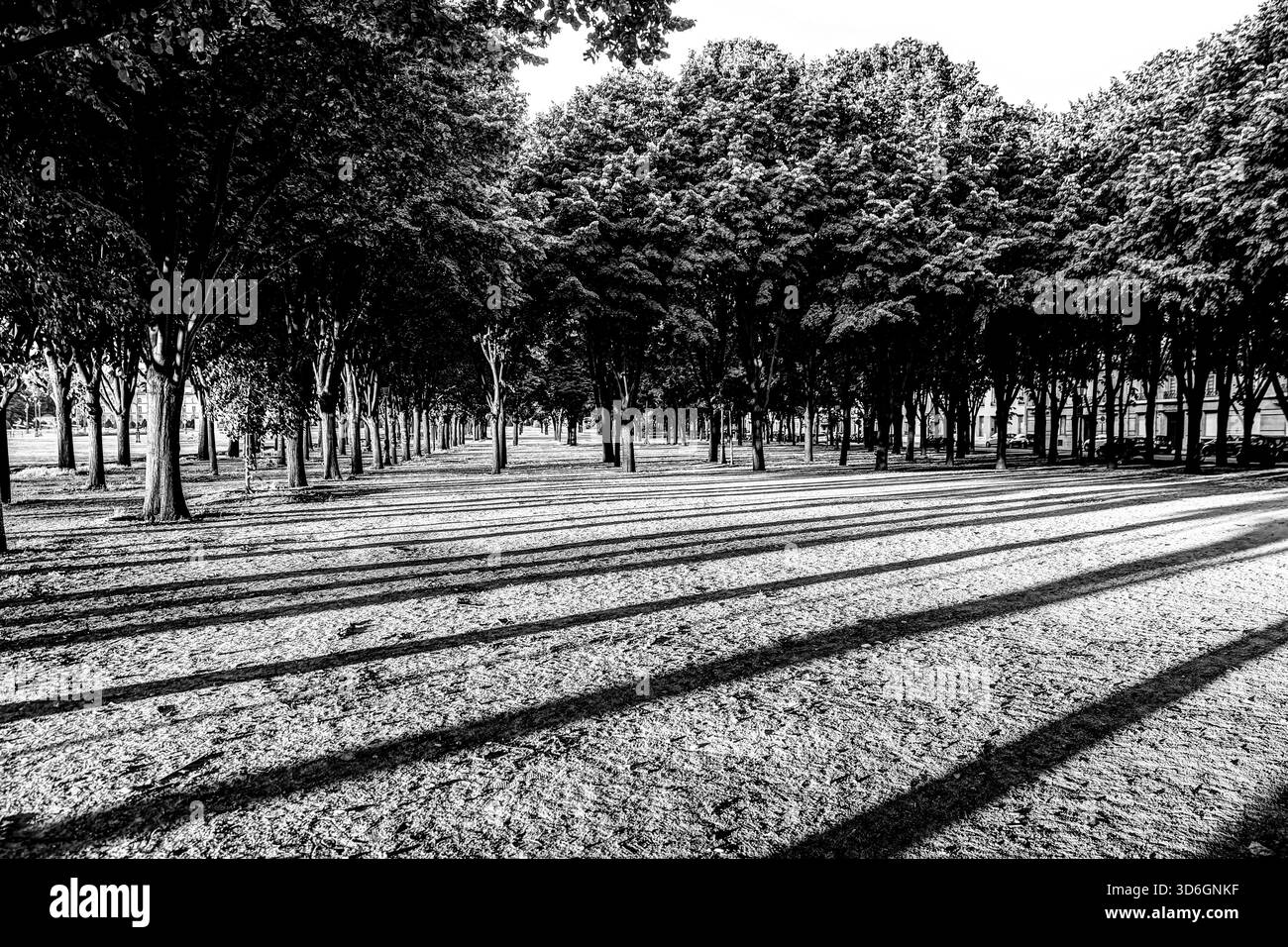 Baumreihen, die lange diagonale Schatten über einen Park in Paris werfen Stockfoto