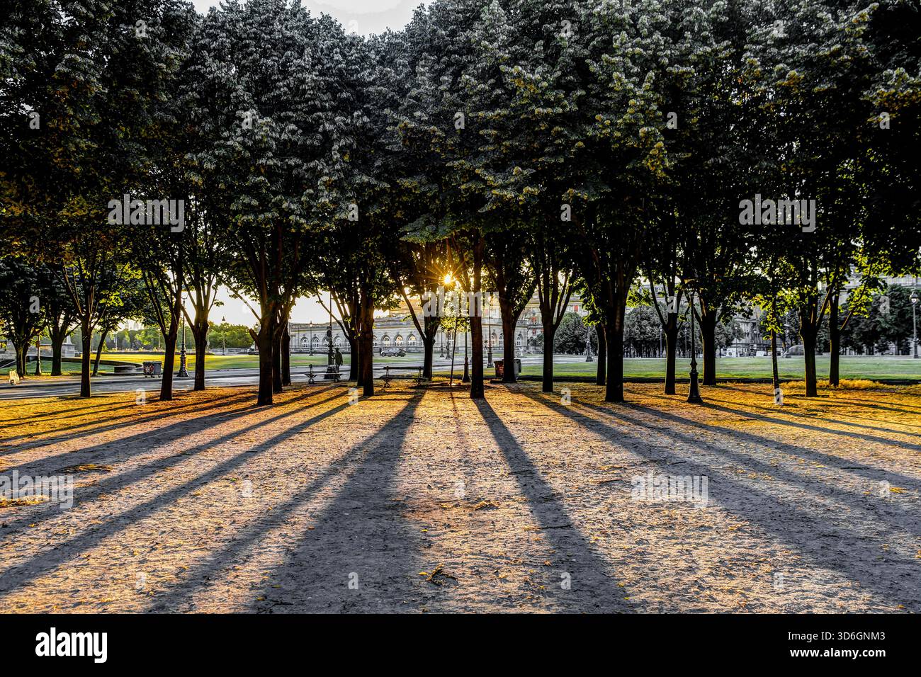 Baumreihen, die lange diagonale Schatten über einen Park in Paris werfen Stockfoto