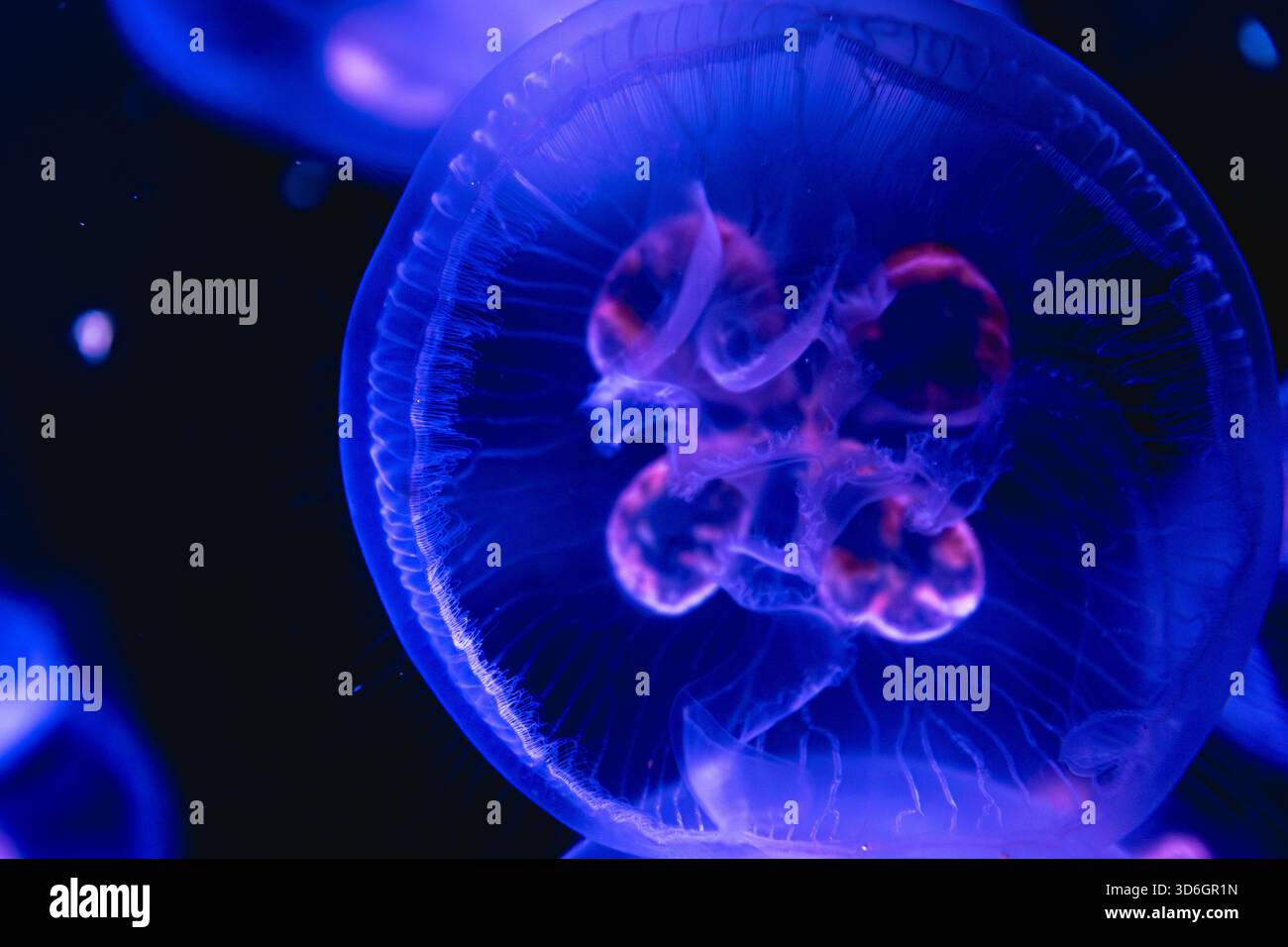 Ringelquallen aus nächster Nähe. Strukturiertes Bio-Makro. Stockfoto