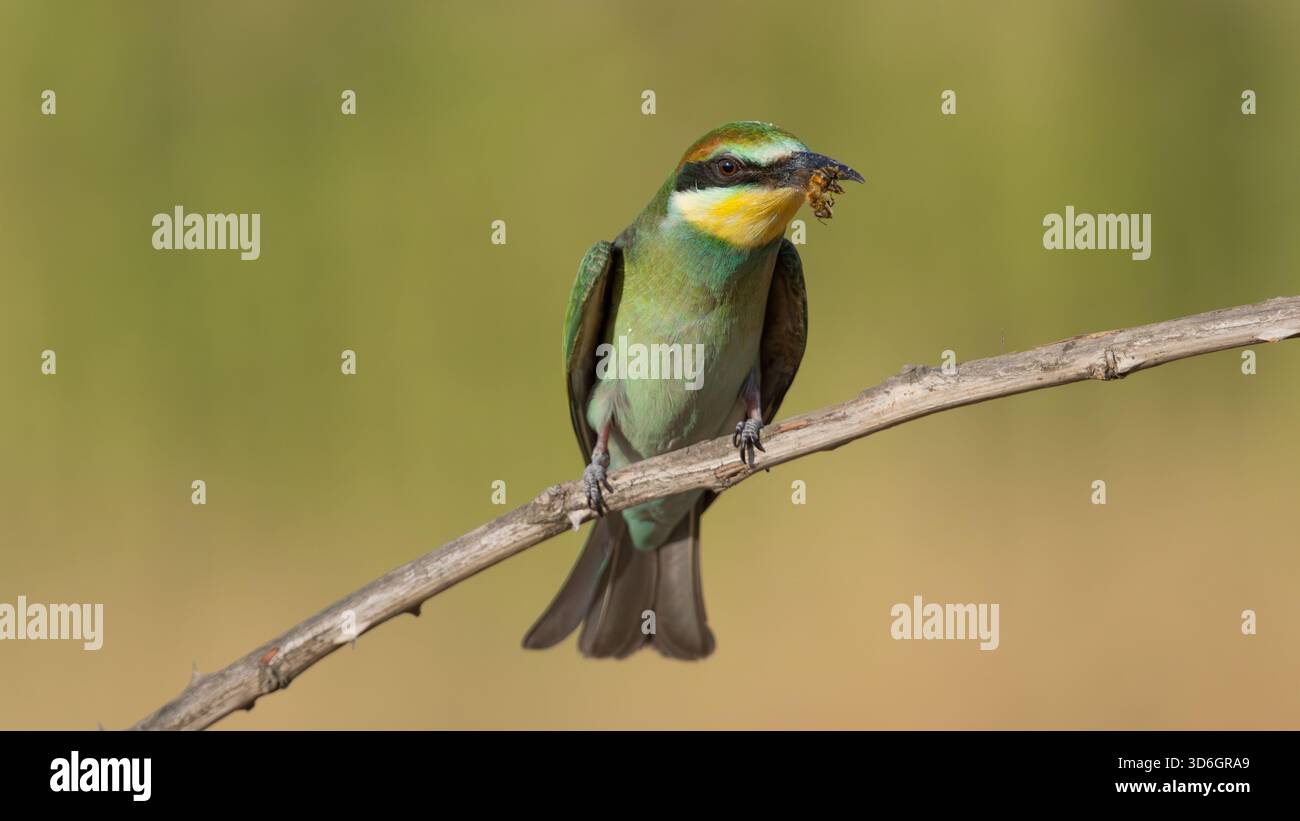 Avrupa Arıkuşu (Merops apiaster) gagasında bal arısıyla, Türkiye Stockfoto