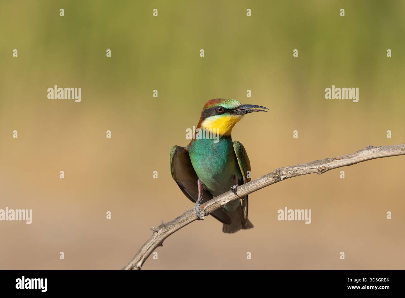 Avrupa Arıkuşu (Merops apiaster) gagasında bal arısıyla, Türkiye Stockfoto