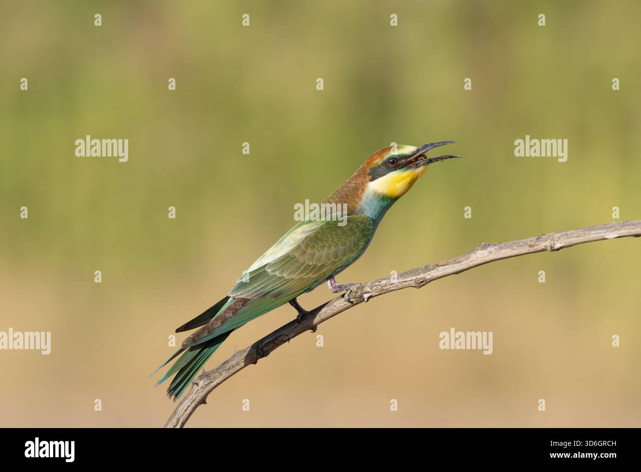 Avrupa Arıkuşu (Merops apiaster) gagasında bal arısıyla, Türkiye Stockfoto