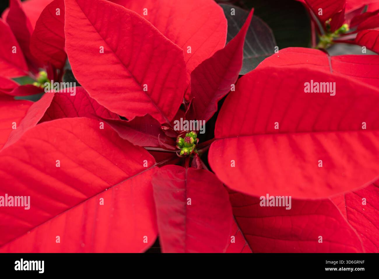 Leuchtende Weihnachtsstern mit roten Blüten und bereit für die Weihnachtszeit. Stockfoto
