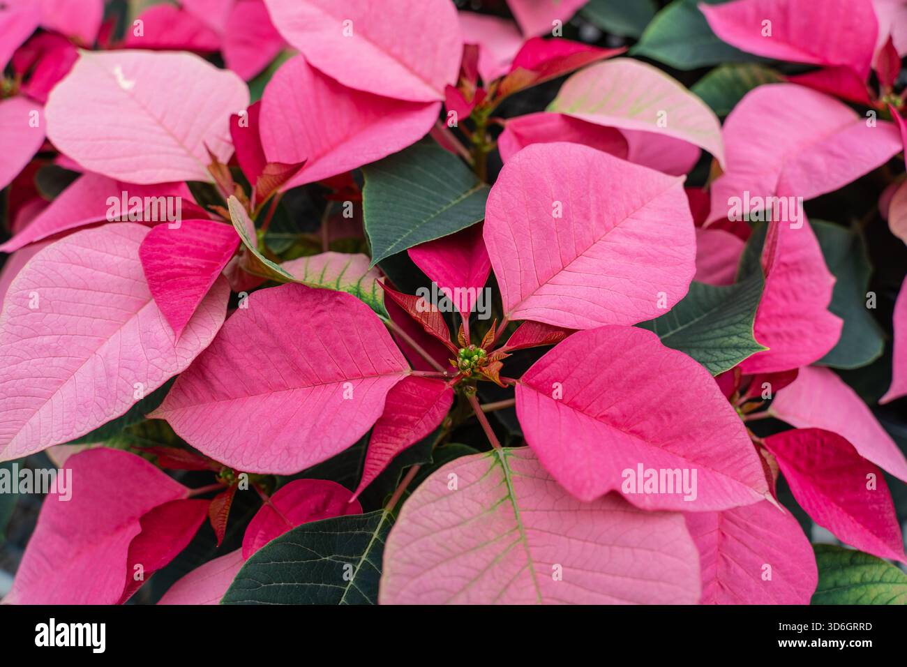 Leuchtende Weihnachtsstern mit rosa Blüten und bereit für die Weihnachtszeit. Stockfoto