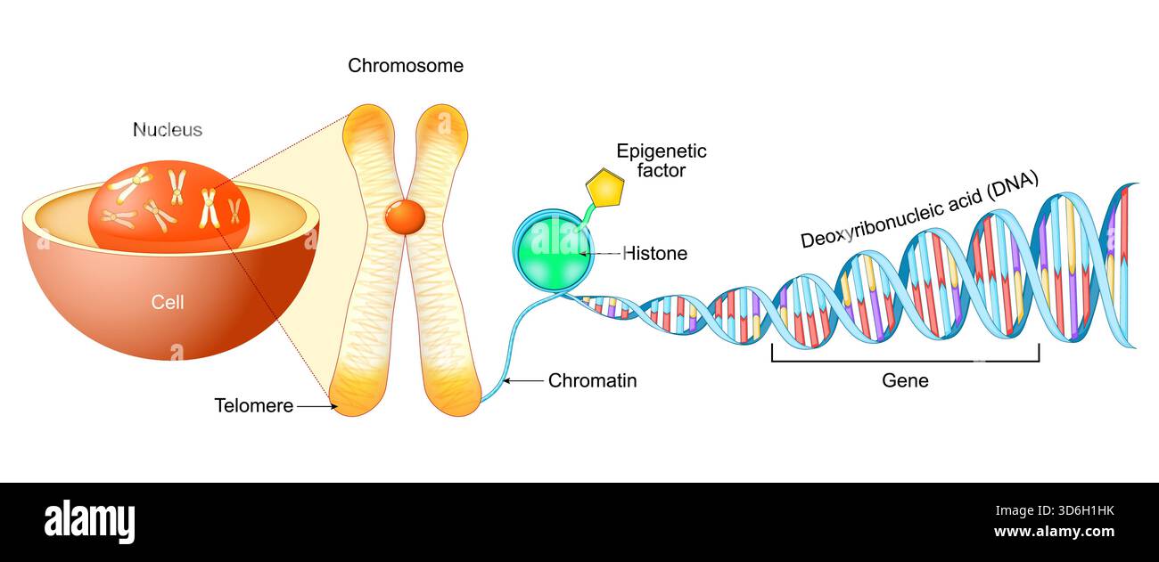 Zellenstruktur. Gen, DNA und Chromosom. Vektorabbildung Stock Vektor