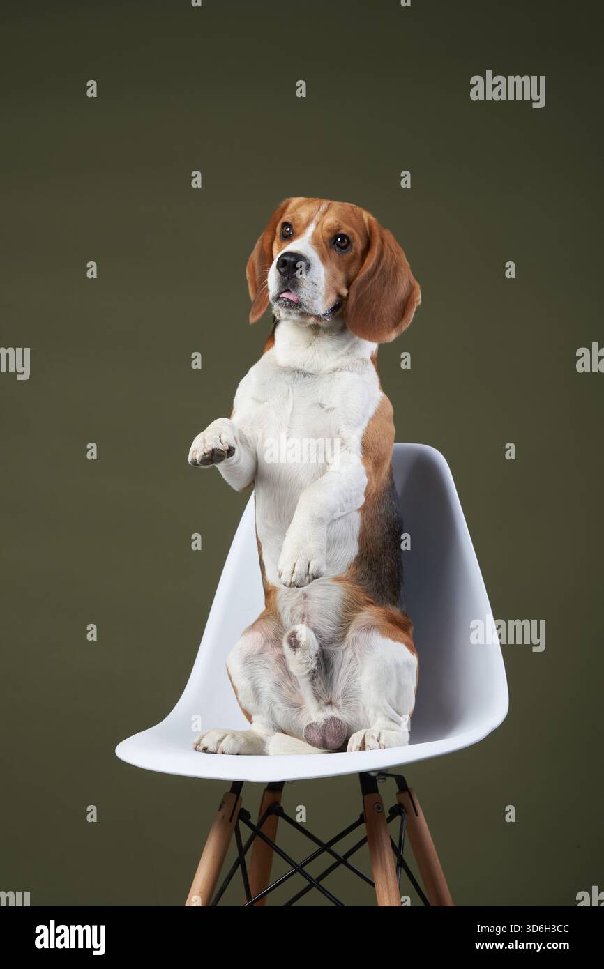 Ein Beagle sitzt auf einem weißen Stuhl und hebt eine Pfote, als würde er winken, vor einem weichen Hintergrund. Die charmante Pose und die ausgewogene Komposition machen es zu einem Stockfoto