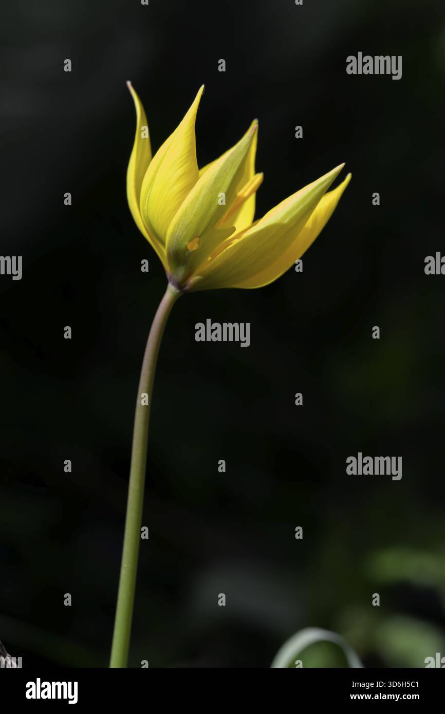 Elegante gelbe Blume an einem einzelnen Stiel hebt sich von einem dunklen, kontrastierenden Hintergrund ab, Tulipa sylvestris, Italien Stockfoto