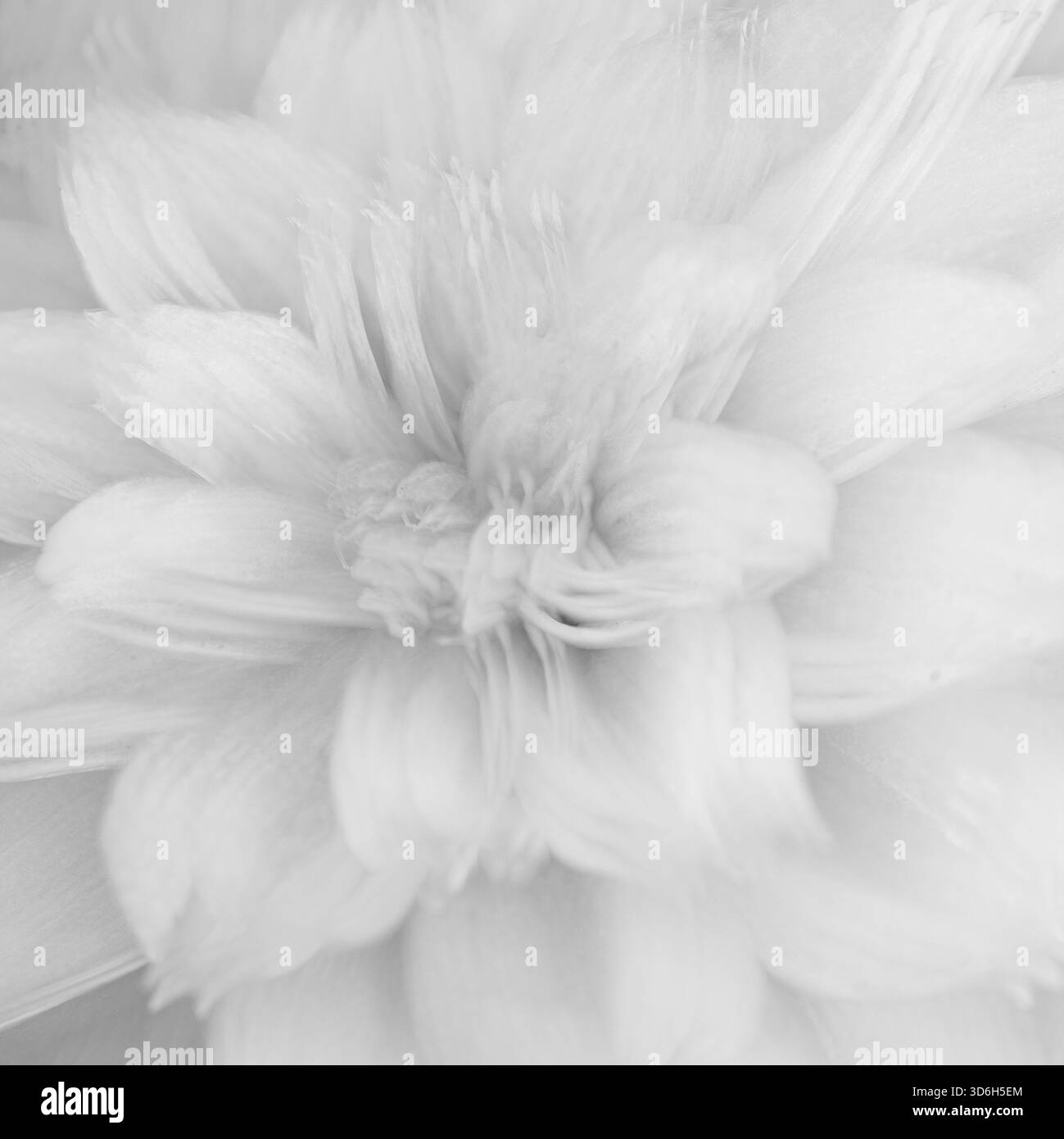 Dahlia, Nahaufnahme, Detail, italien Stockfoto
