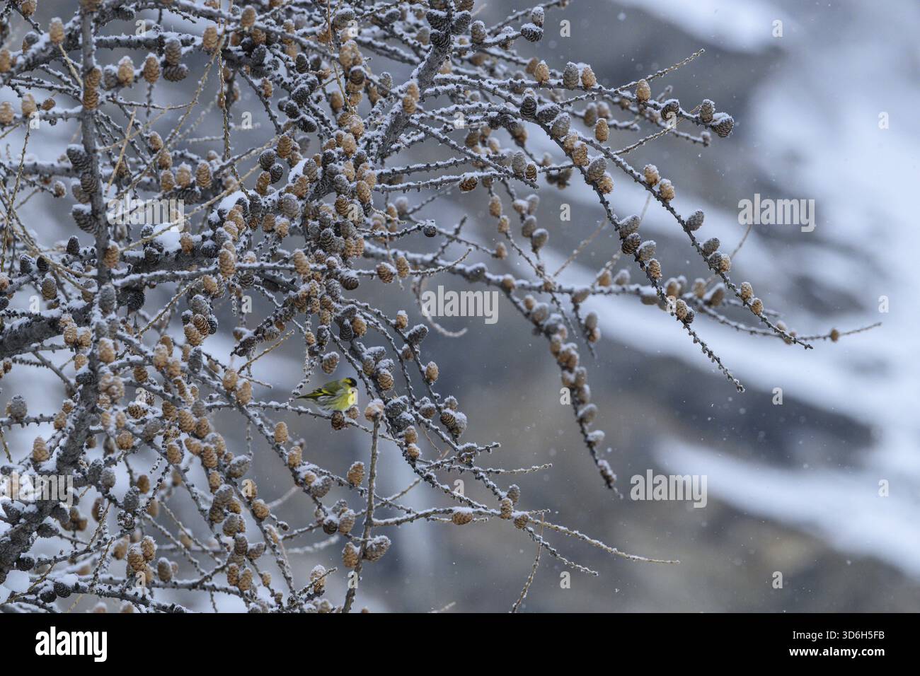 Ein kleiner Vogel auf schneebedeckten Zweigen mit Tannenzapfen in einer ruhigen Winterumgebung, Spinus Spinus, Gran Paradiso Nationalpark, Italien Stockfoto