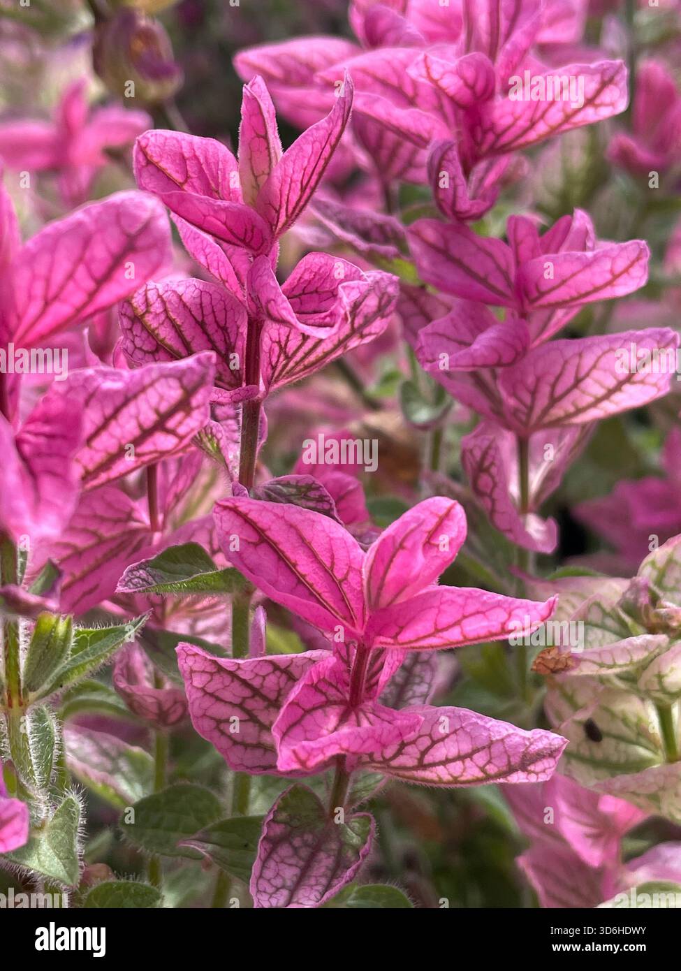 Nahaufnahme von leuchtend rosa Brammen von Monarda punctata var. Maraschino, auch bekannt als Bienenbalsam oder gefleckter Reiter in voller Blüte - Smartphone-aufgenommenes Stockfoto