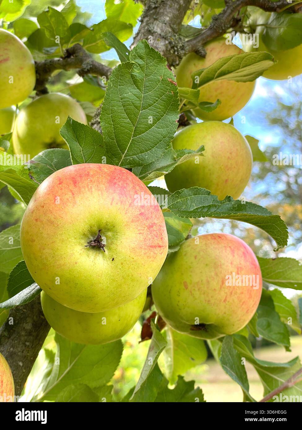 Nahaufnahme von Reifen Äpfeln, die auf einem Ast mit grünen Blättern in einer Obstplantage während der Erntesaison uk wachsen - Smartphone-aufgenommenes Stockfoto