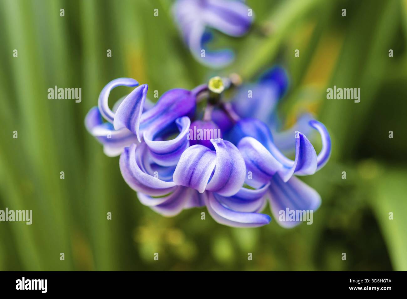 Violette Hyazinthe, Hyacinthus orientalis blüht im Garten, traditionelle osterblume, Hintergrund des osterfrühlings. Nahaufnahme Makrofoto, selektiver Fokus Stockfoto