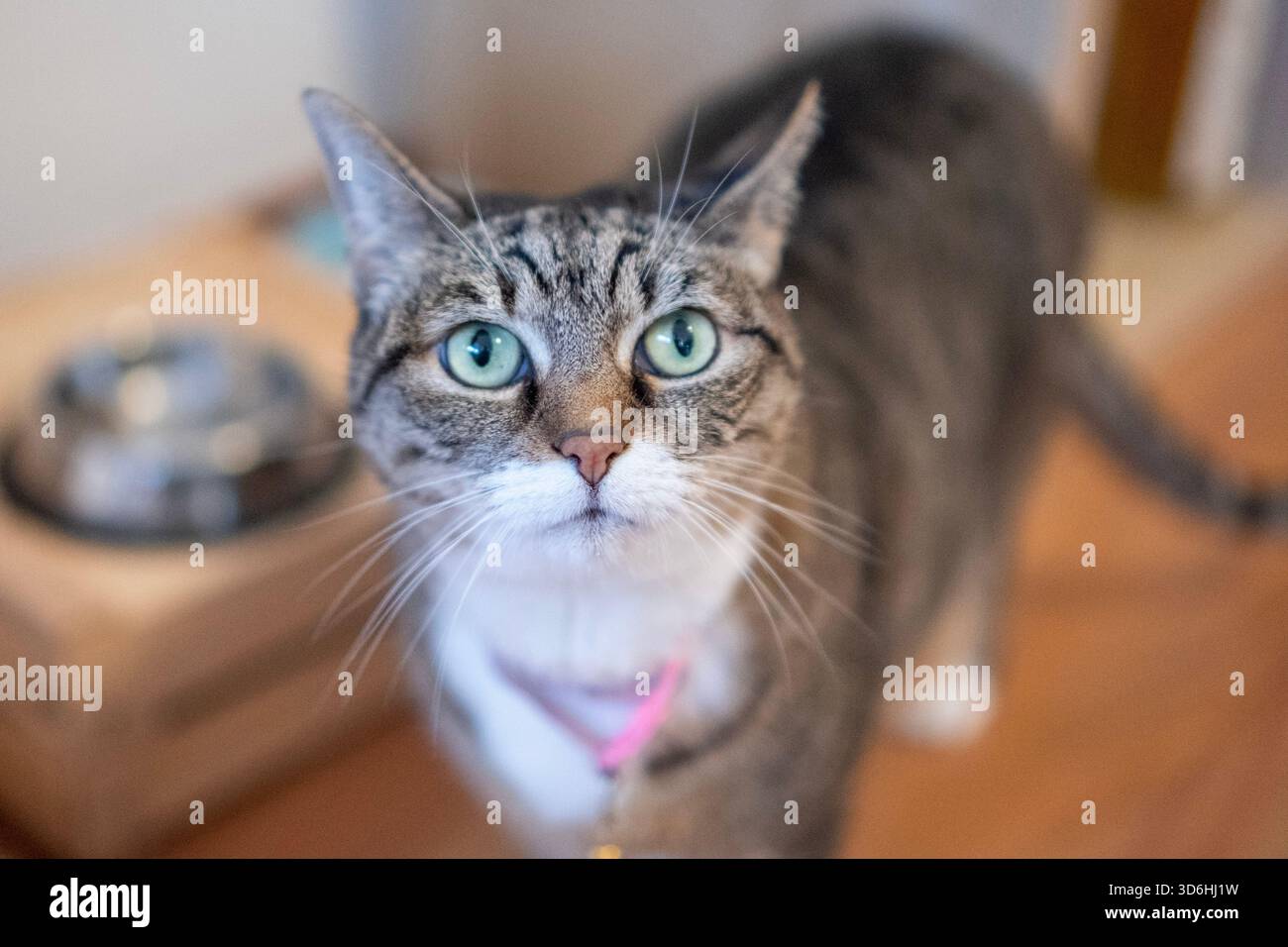 Schönes Exemplar einer weiblichen Katze der europäischen Rasse Stockfoto
