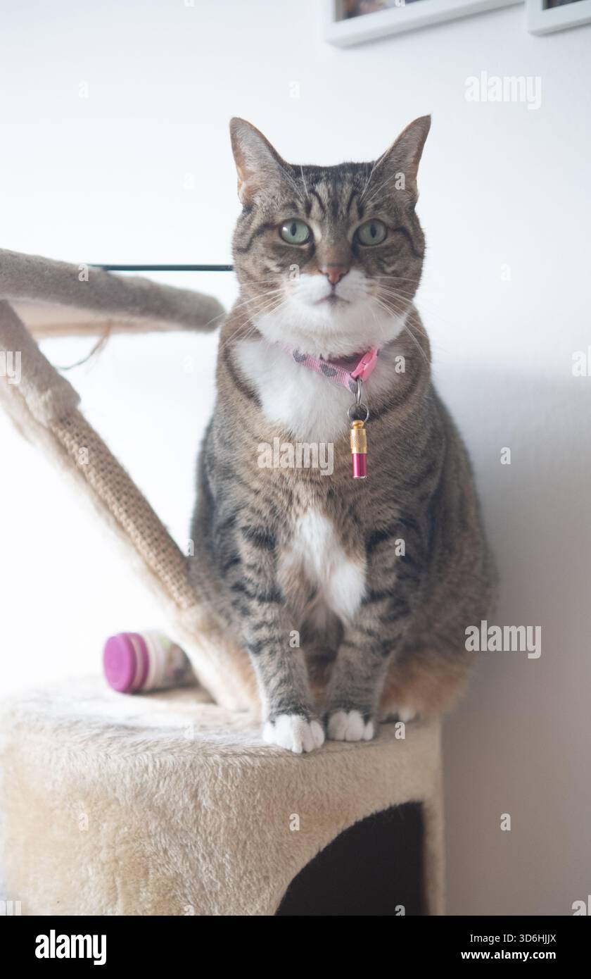 Schönes Exemplar einer weiblichen Katze der europäischen Rasse Stockfoto
