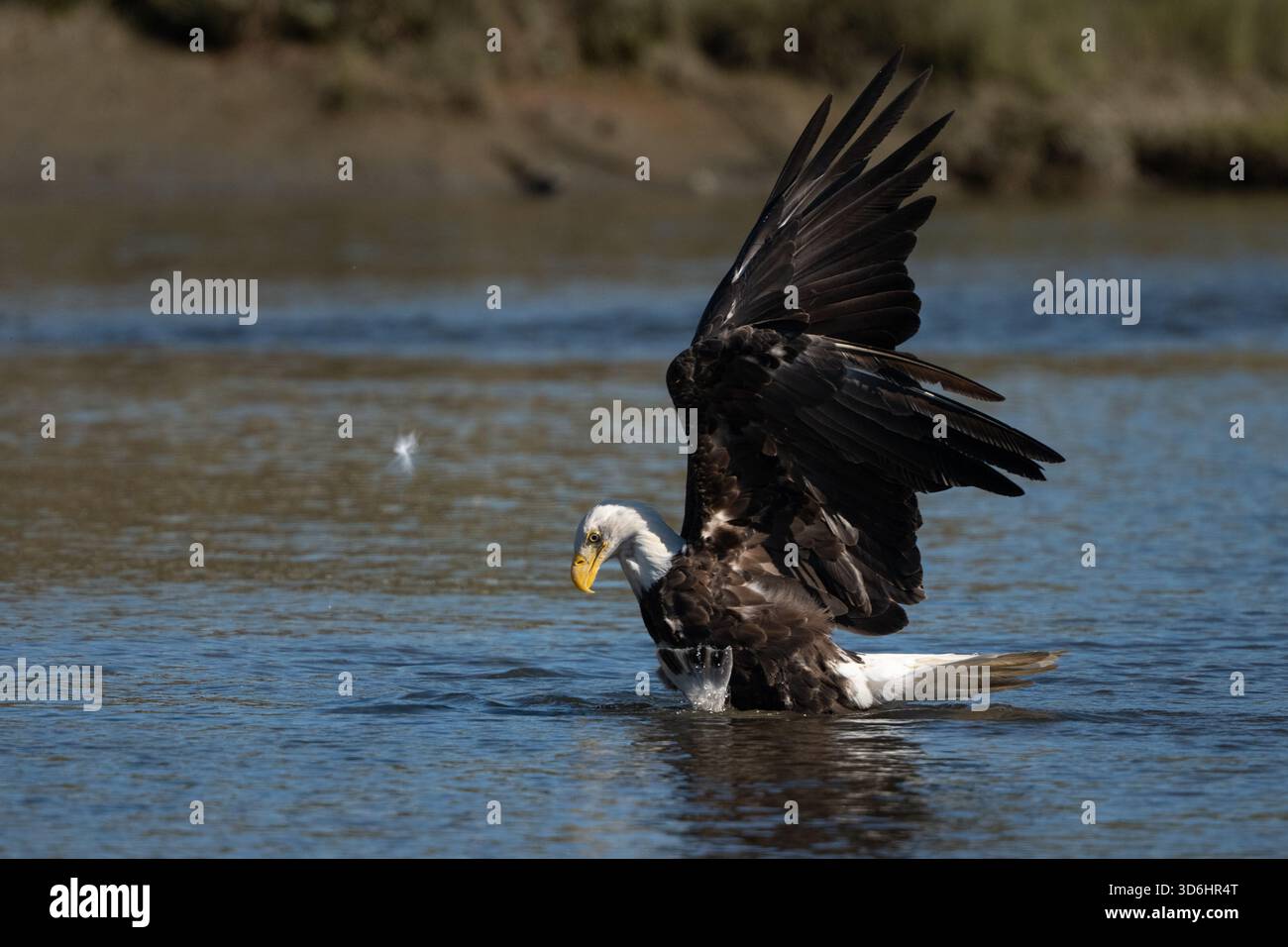 Erwachsener Adler steht im Wasser und fischt auf einfache Weise im flachen Bach Stockfoto
