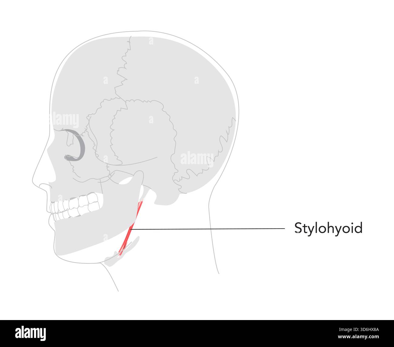 Stylohyoid - menschlicher suprayoider Muskel, dargestellt in beschrifteter Anatomie Diagramm, erhöht und zieht den hyoiden Knochen während des Schluckens, medizinische Referenz und Kopf-Seite-Ansicht Bildungsillustration Stock Vektor