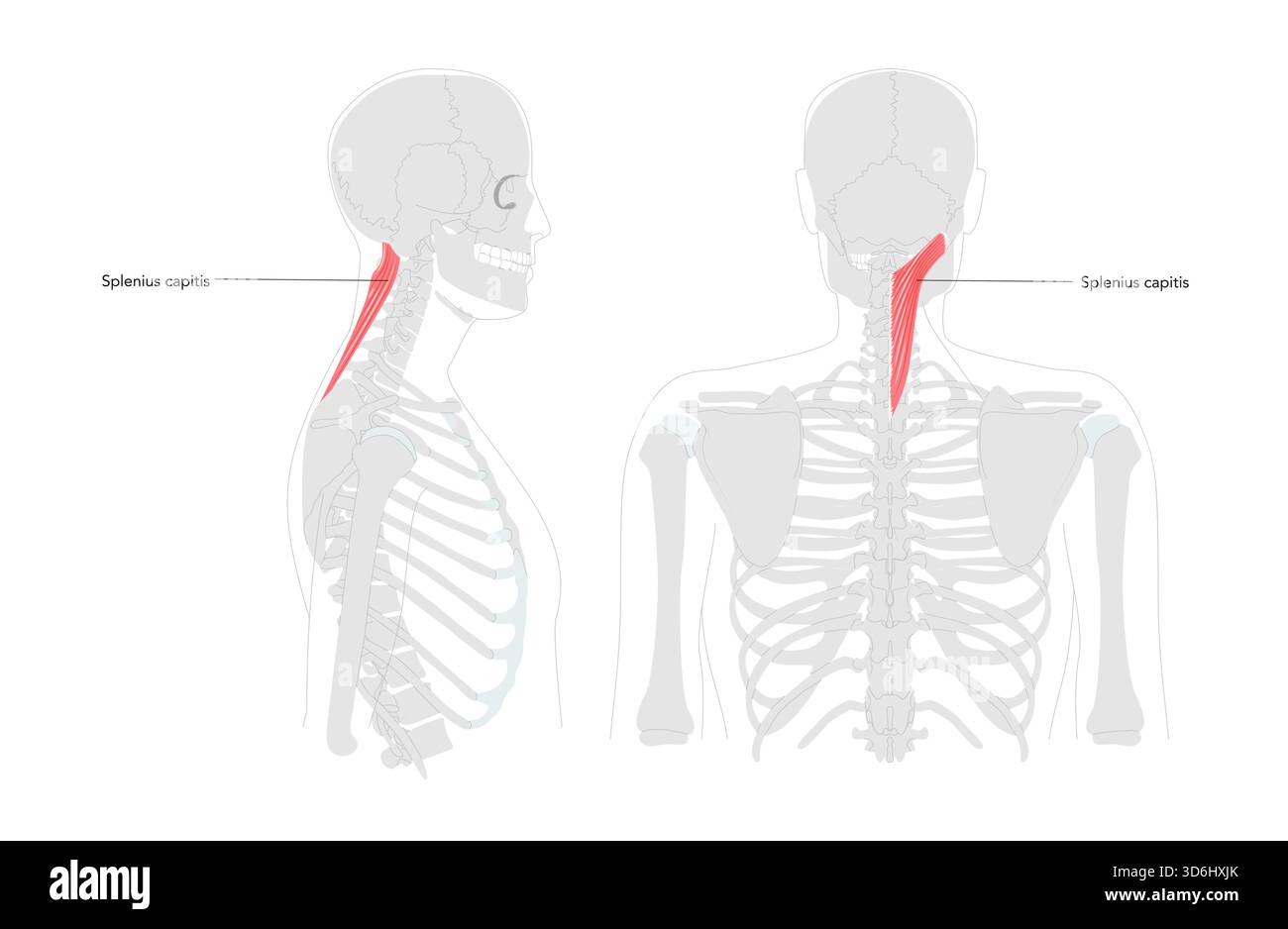 Splenius capitis – der hintere Nackenmuskel wird in einer detaillierten beschrifteten Tabelle dargestellt. Er verlängert, dreht und biegt den Kopf seitlich, was für anatomische und physiologische Übungen von entscheidender Bedeutung ist Stock Vektor