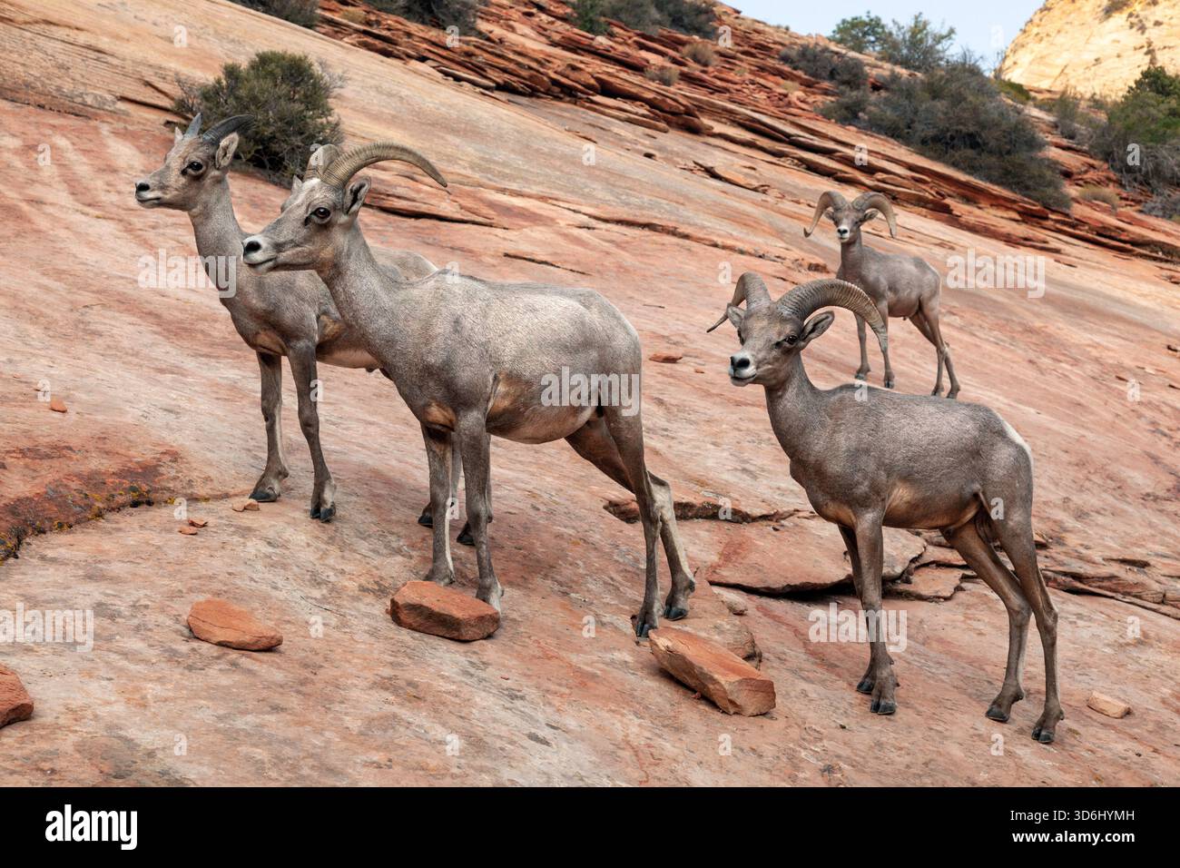Dickhornschafe (Ovis canadensis), Zion-Nationalpark, Utah, USA Stockfoto
