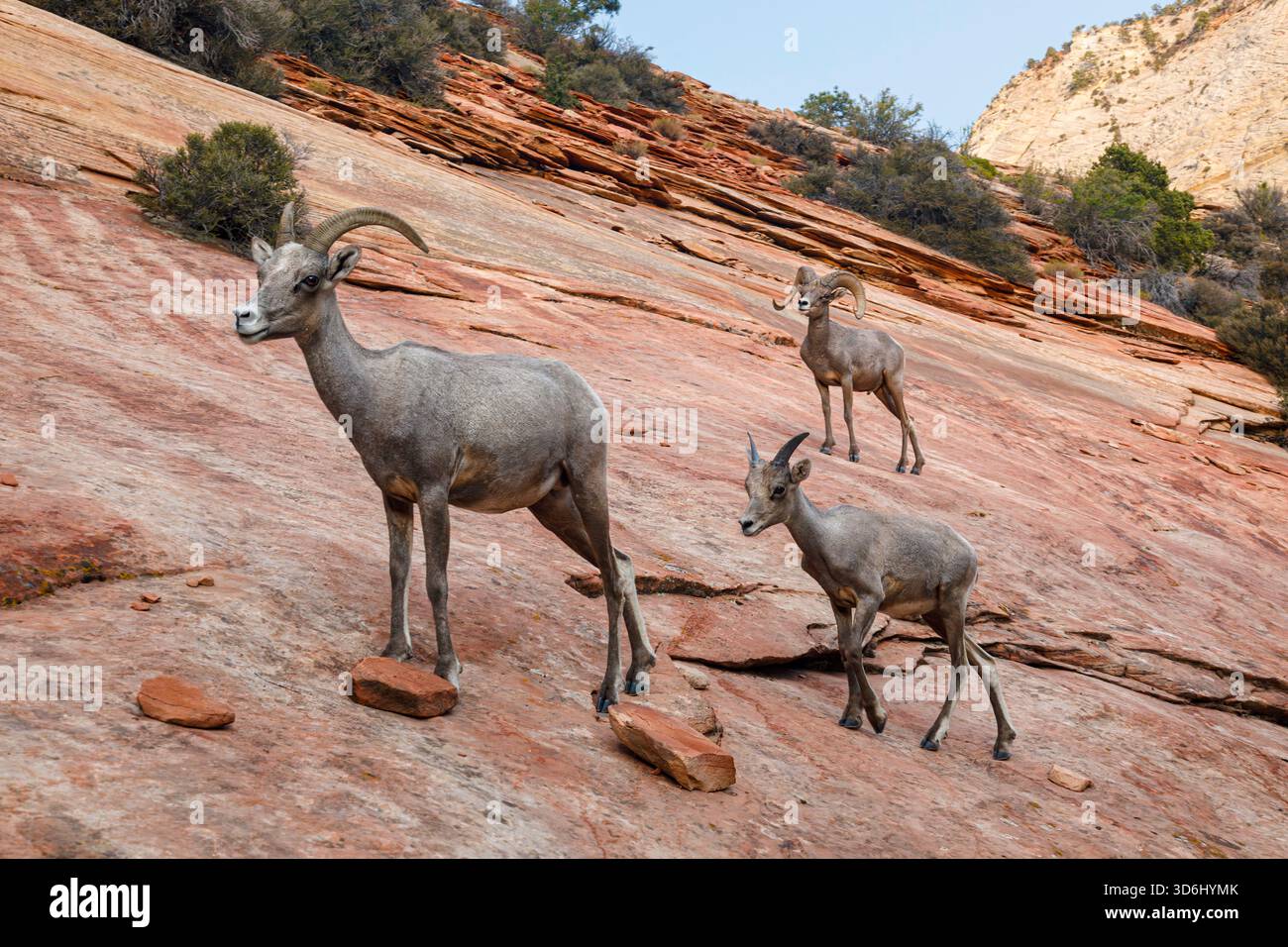 Dickhornschaf (Ovis canadensis nelsoni), Zion-Nationalpark, Utah Stockfoto