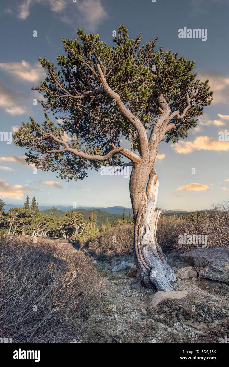 Der alte Twisted Pine Tree steht allein in den Rocky Highlands bei Sonnenuntergang Stockfoto