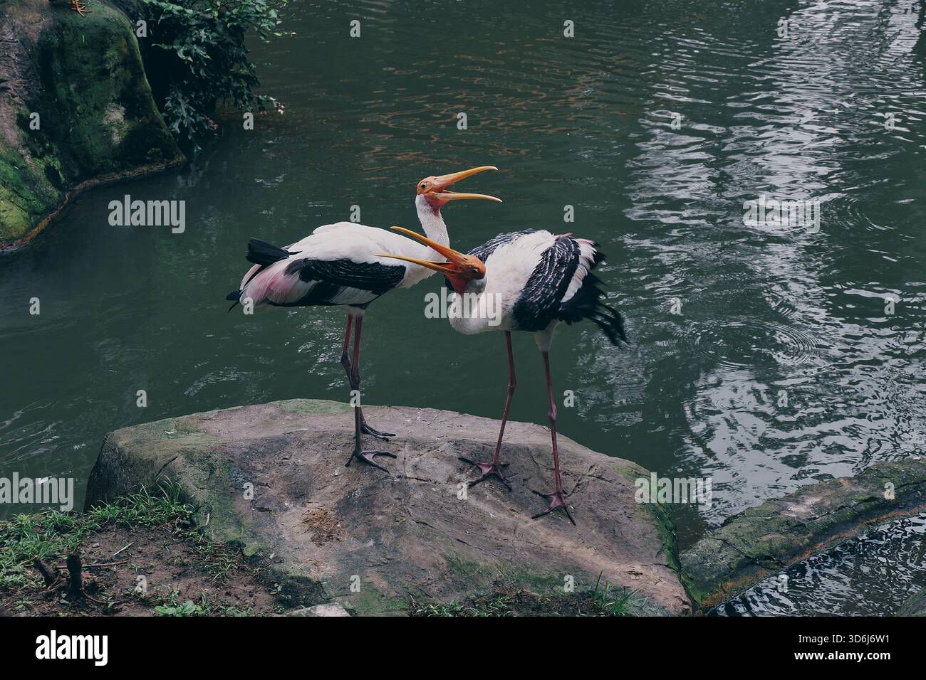 Zwei Störche interagieren neben einem felsigen Teich, einer pflegt die Federn des anderen, während er von grünem Wasser und wilder Vegetation umgeben ist. Stockfoto