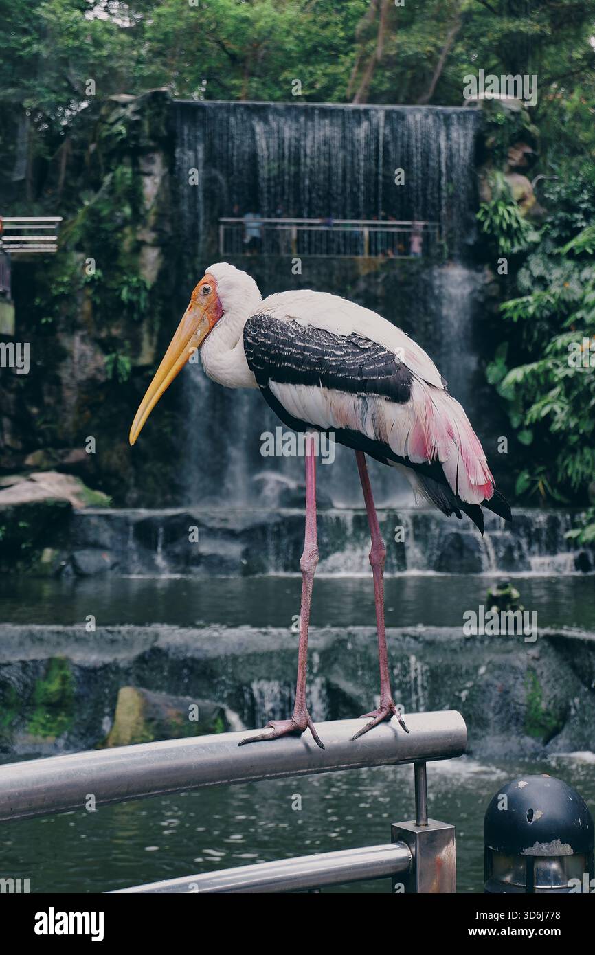 Ein einsamer Gelbschnabelstorch steht auf einem Bein neben einem Wasserfall, umgeben von üppigen tropischen Pflanzen in einer friedlichen Voliere. Stockfoto