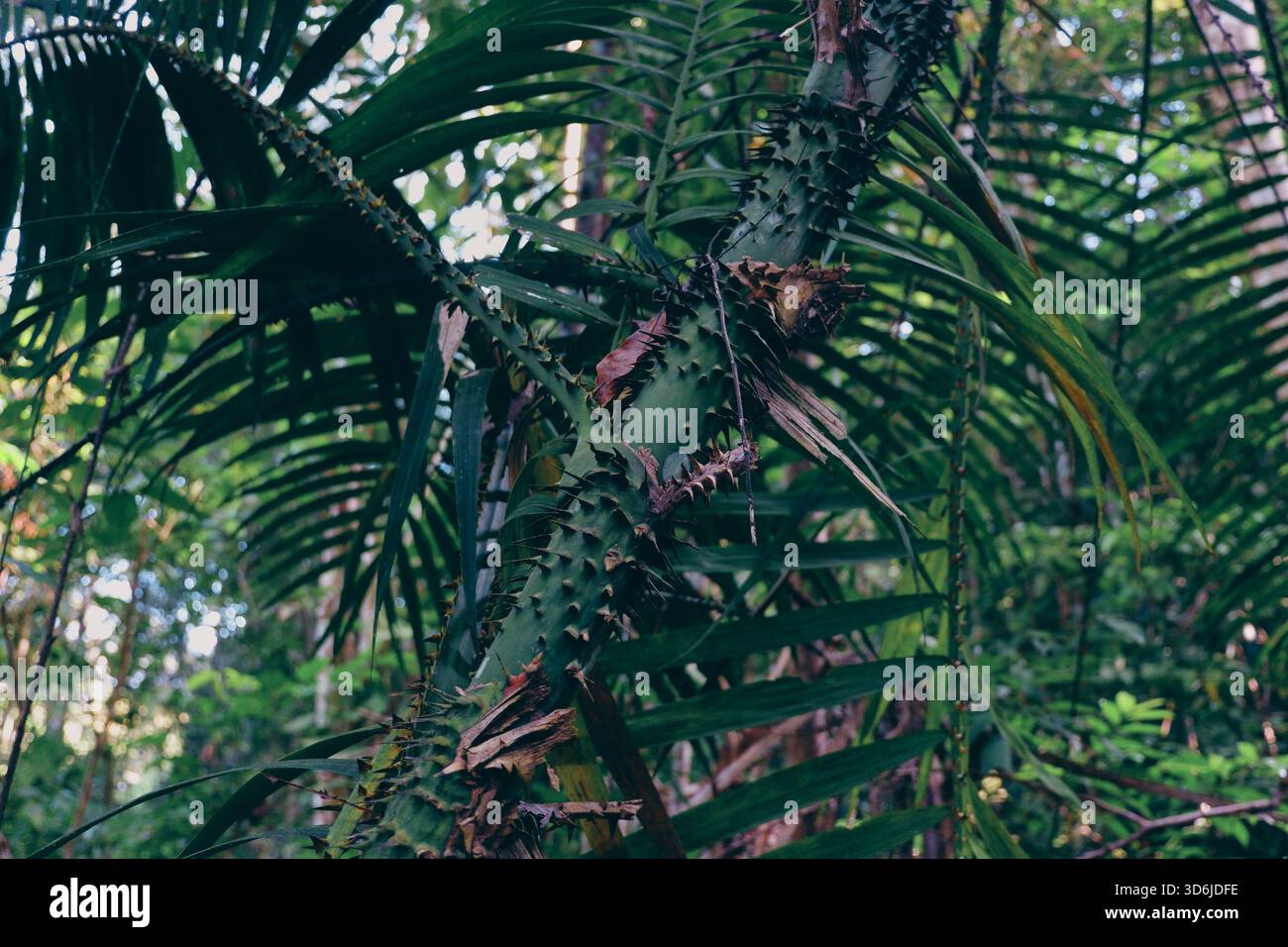Ein dichtes Dickicht aus Rattanpalmen (Gattung Calamus) mit bogenförmigen Stangen, Stacheln und sich überlagernden Wedel, die eine dunkle, tropische Dschungelstruktur schaffen. Stockfoto