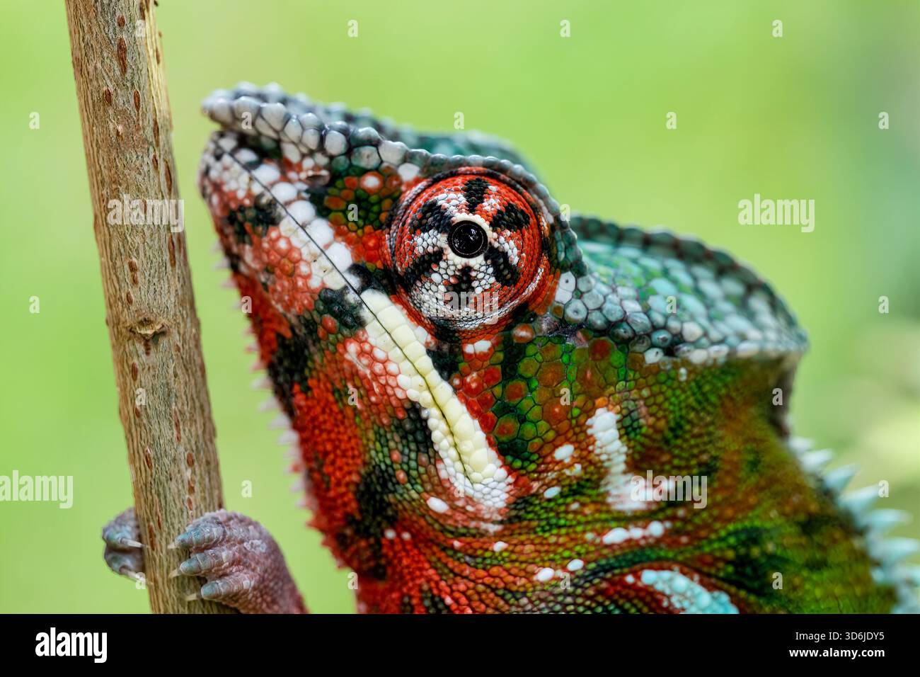 Blutig rot-blauer Stab Ambilobe Panther Chamäleon (Furcifer pardalis), der auf einem Ast klettert. Nahaufnahme von Kopf und Auge. Nosy Mangabe, Madagaskar. Stockfoto
